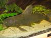 Verkaufe 1x Blauaugenharnischwels (Panaque cochliodon)