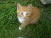 kleinen süßen rot/ weißen Kater abzugeben