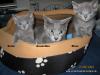 6 reinrassige Russisch Blau Kitten mit Stammbaum!