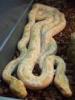 1, 1 Albino Tigerpython zu verkaufen