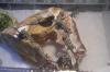 Zwergbartagamen /  Pogona Henrylawsoni