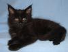 Typvolle Maine Coon Kitten