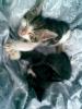 2 supersüße Babykatzen nur in liebevolle Hände anzugeben!