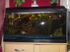 Verkaufe Aquarium Komplettset / 112l,  auch mit Fischen