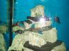 Tropheus Ikula Bemba und Maswa