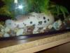 aquarienfische