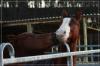 Westernreiten im Bergischen Land,  Wermelskirchen in der Nähe von Köln