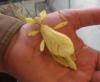 Suche Phyllium bioculatum /  Wandelndes Blatt in GELB!