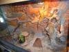Barti-Zuchtgruppe 1.2 (gerne mit Terrarium) für 300EUR