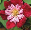 Traumhafte Oxalis versicolor,  für Topfbepflanzung geeignet