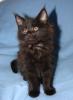 Typvolle,  verschmuste Maine Coon Kitten