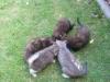 5 süße Katzenbabys u verschenken
