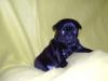 mops welpe 