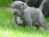 Mallorquinische Bulldogge/ Pero Presa Mallorquin
