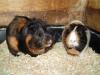 Meerschweinchen Weibchen abzugeben