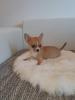 Chihuahua welpen