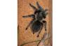 Kraushaarvogelspinne   Brachypelma albopilosum   mit/ ohne Terrarium abzugeben 