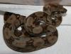 Boa constrictor imperator – Ecuador