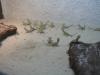 Junge Zwergbartagamen (Pogona henrylawsoni)