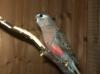 5, 0 Bourkensittich in Wildfarben 