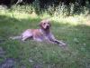 hübscher Golden Retriever Rüde sucht neues liebevolles Zuhause