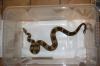1, 1 Boa constrictor imperator (Kaiserboa)