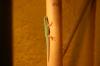 1, 1 Phelsuma Quadriocellata Parva West mit Terrarium