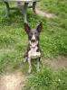 Gretha,  Zara und Rocky suchen ein neues Zuhause.