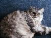 silver tabby perser dame