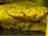 Phelsuma Ornata Ornament Schmuck Taggecko 0, 0, 4 Nachzuchten 2009 
