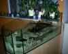 2 Wasserschmuckschildkröten ! reinschauen lohnt sich!