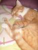   DRINGEND  10 Monate alte German Rex/ Hauskatze Mix abzugeben