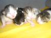 verschenke baby katzen