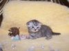 5 Wunderschöne,  BKH-Tabby Babys