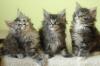 süße Maine Coon Kitten suchen neues Zuhause