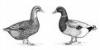 Verkaufen ROUEN CLAIR Enten aus 2009!!