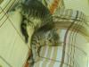 Hallo wir sind Zwei Katzen und suchen ein Neues und Liebevolles Zuhause!!!