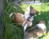 langhaar chihuahuas