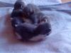 Super süßee Main-Conn/ Birma Babys