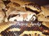 Verkaufe verschiedene Varianten  Boa constrictor imperator/ constrictor 