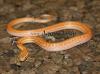 Afrikanische Hausschlange Lamprophis capensis ,  fuliginosus
