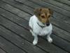 DECKRÜDE,  JACK RUSSEL kurzbeinig