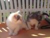 süße  Katzenbabys