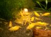 Yellow Fire Garnele /  neocaridina heteropoda var. yellow