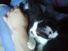 Junge,  verspielte und liebe Katze zu verschenken