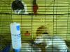 3 Zuckersüße Ratten mit Käfig zu verkaufen