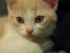 Reinrassiges Katerchen mit Papieren sucht neues Zuhause