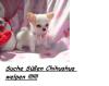 suche süßen Chihuahua Welpen