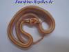 Kornnatter Butter Striped /  Butter Motley /  Python Regius