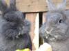  Tierbetreuung,  Hundebetreuung,  Tiersitter,  Pferdebetreuung